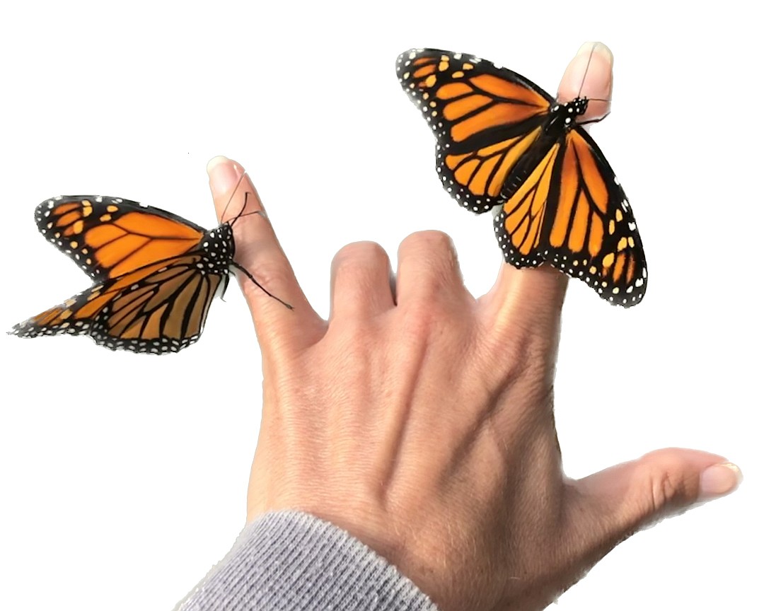 Learn about Monarch butterflies with the Lilly Center for Lakes & Streams. Photo Provided.