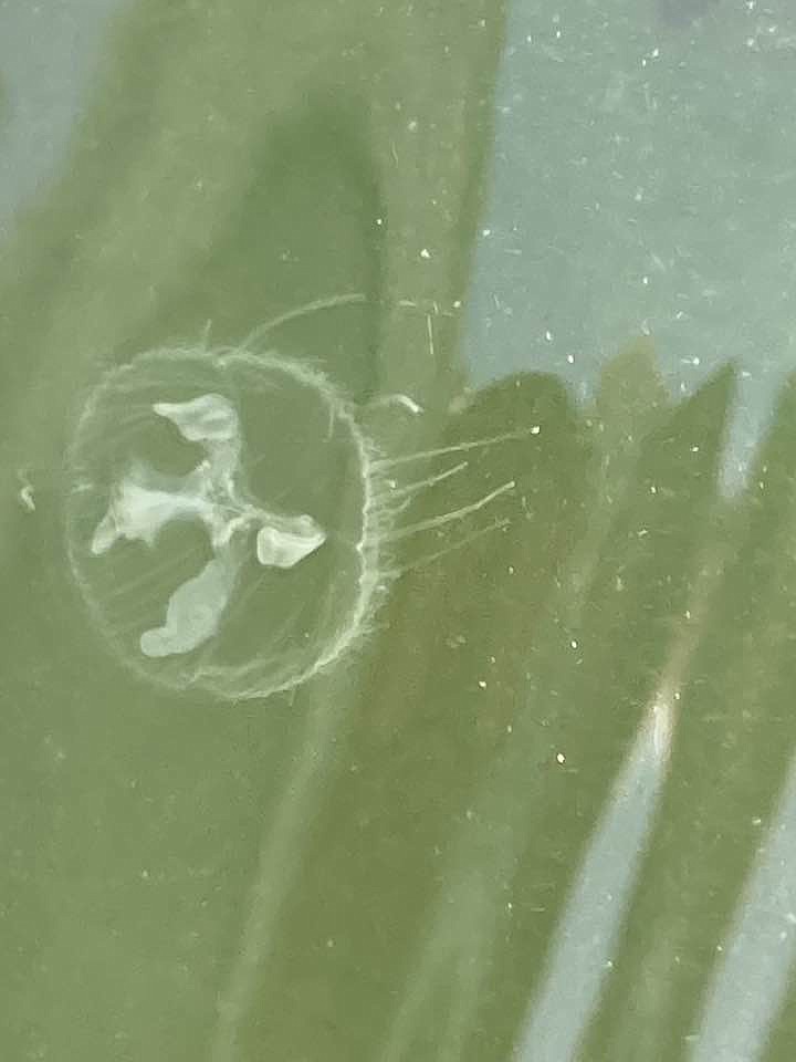 The photo shown was taken at Crooked Lake in Noble and Whitley counties, showing the freshwater jellyfish discovered there recently. The presence of freshwater jellyfish indicates that the environment is currently habitable for the delicate species that thrives in clean water. They pose no threat to humans or pets. Photo Provided