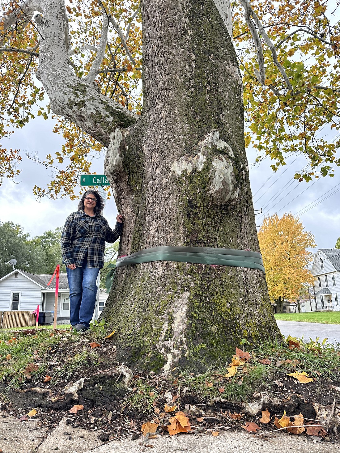 Gita Kamdar poses for a photo with the Sycamore tree in her front yard estimated to be at least 275 years old. Photo by David Slone, Times-Union