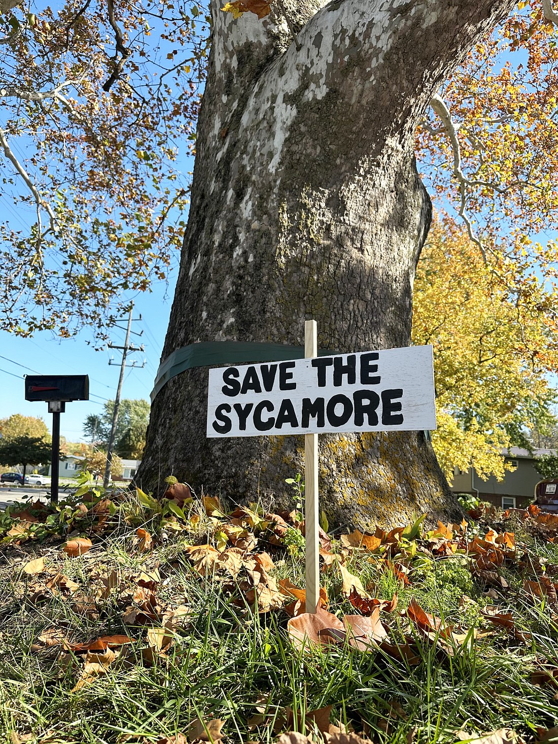 A rally for saving the Sycamore tree at 1702 E. Sheridan St., Warsaw, is scheduled for 11 a.m. to 1:30 p.m. at the site. Photo by David Slone, Times-Union