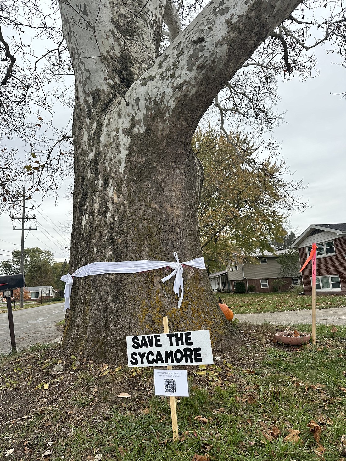 The city of Warsaw announced Friday that the centuries-old Sycamore tree at the corner of Colfax and Sheridan streets will be saved. Photo by David Slone, Times-Union