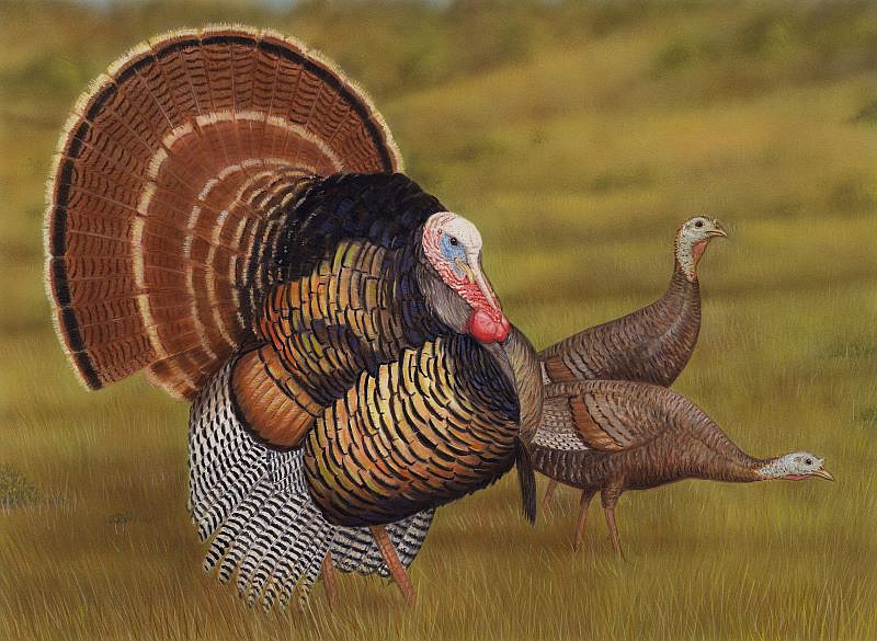 A painting of wild turkeys has been chosen by a panel of judges as the winning entry in the 2023-24 California Upland Game Bird Stamp Art Contest. The painting was created by Jeffrey Klinefelter of Etna Green. Photo Provided.