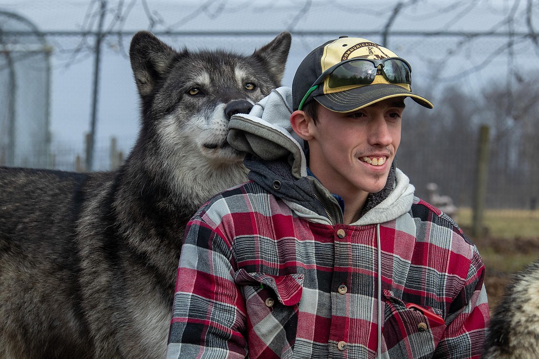 Warsaw FFA member Dylan Hurd investigates wolf behavior and nutrition in his SAE while volunteering at Wolf Park in Battleground. Photo Provided.