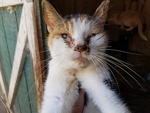 Pictured is Pearl, an emaciated cat found at Isaiah 11 Ministry in Warsaw. Photo Provided By PETA