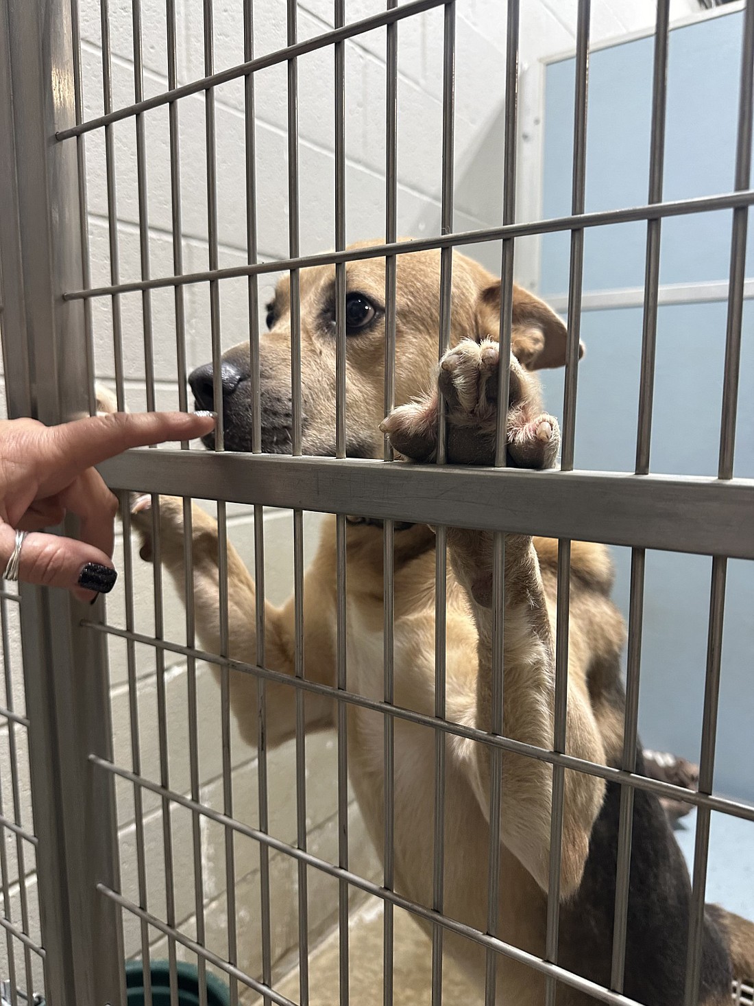Butch was admitted to the Animal Welfare League of Kosciusko County on Feb. 3. Less than 2 years old, he is one of 85 dogs in the shelter. Photo by David Slone, Times-Union.