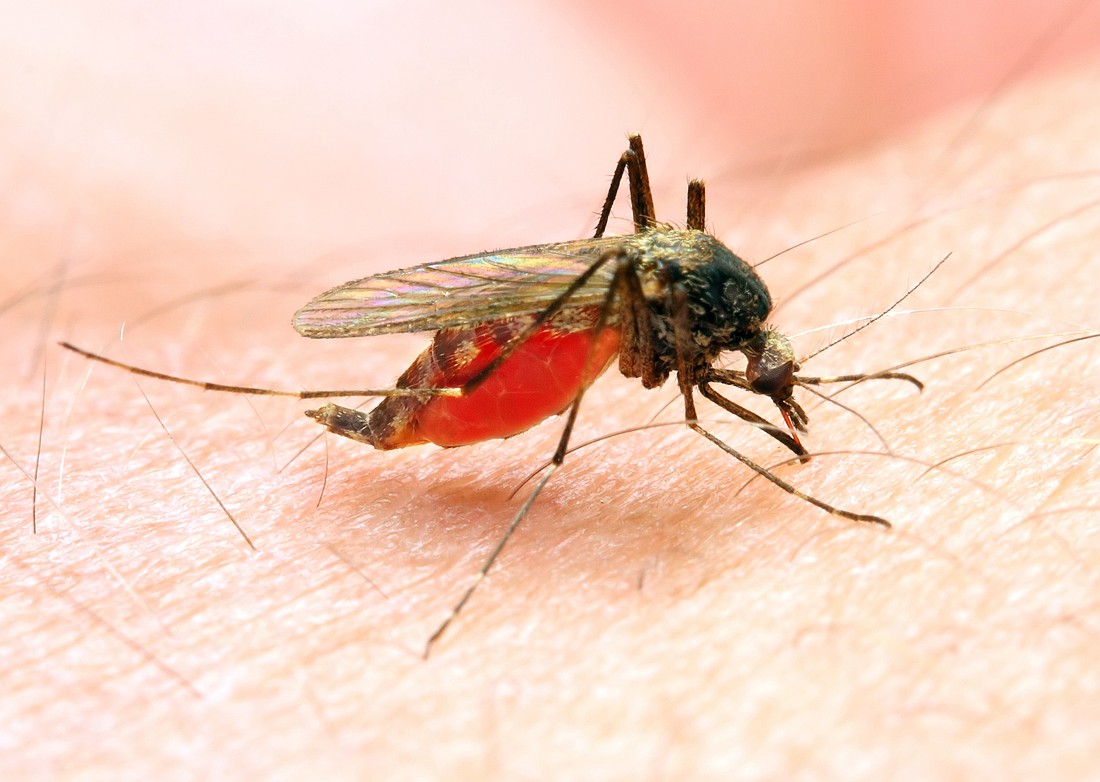 Shown is a mosquito. Mosquitoes in Kosciusko County have tested positive for West Nile Virus for the first time in 2024. Photo by Associated Press.