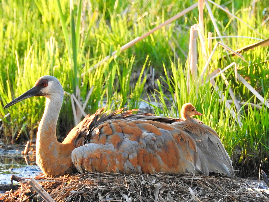 Amateur photographer Bonnie Phillips submitted this photo of a sandhill crane and its baby. The photo, taken in the nature area off the Pike Lake Boardwalk in Warsaw, is one of nine images selected to decorate the Parkview Kosciusko Hospital Family Birthing Center. Photo by Bonnie Phillips