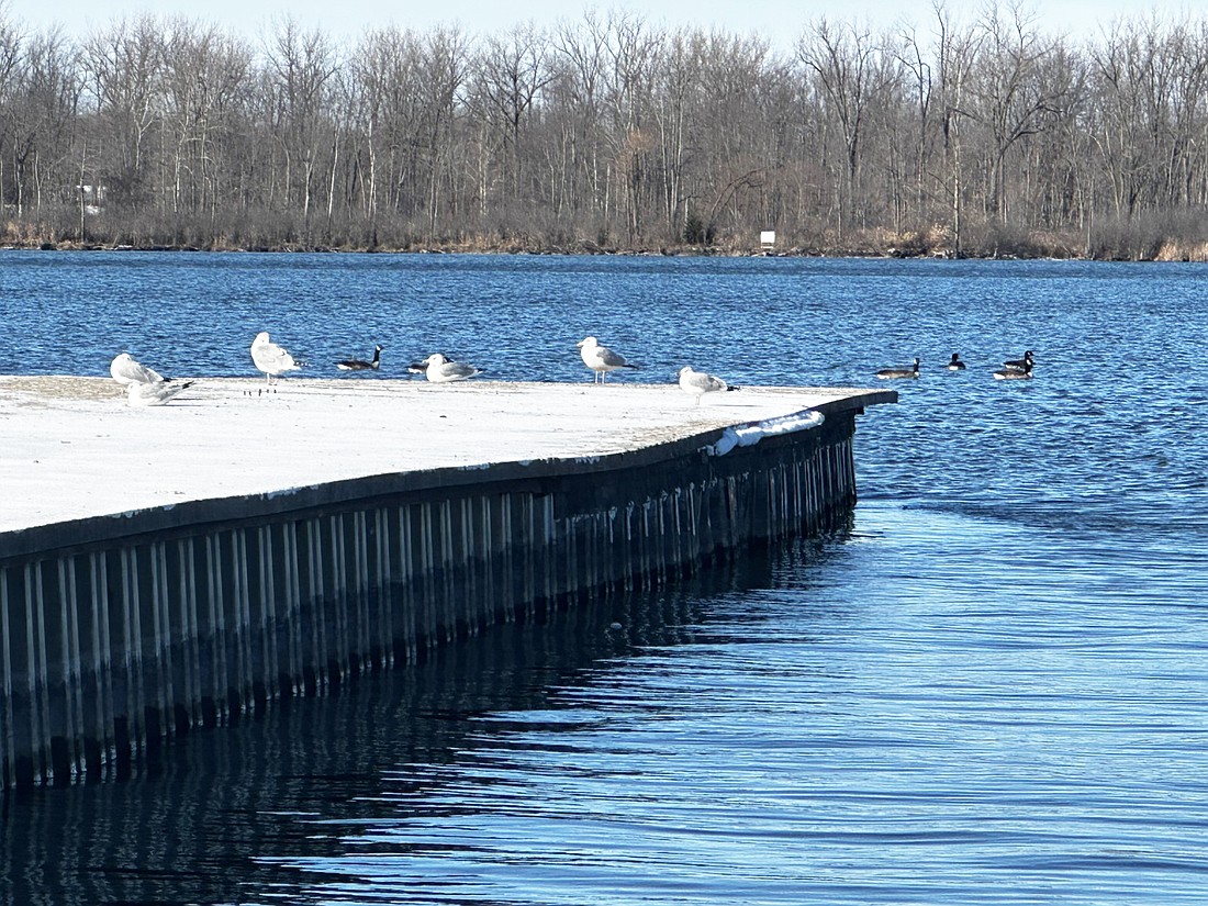 A flock of seagulls hang out on the Center Lake pier Friday as geese swim by. On Friday, the Warsaw Board of Public Works and Safety approved awarding the bid to demolish the pier to Milestone Contractors, as well as the approving the contract for $397,838. Photo by David Slone, Times-Union