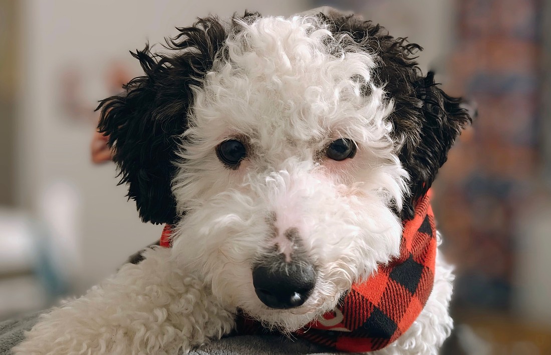 Pictured is 1-year-old Mini Bernedoodle Pepper. Photo Provided.