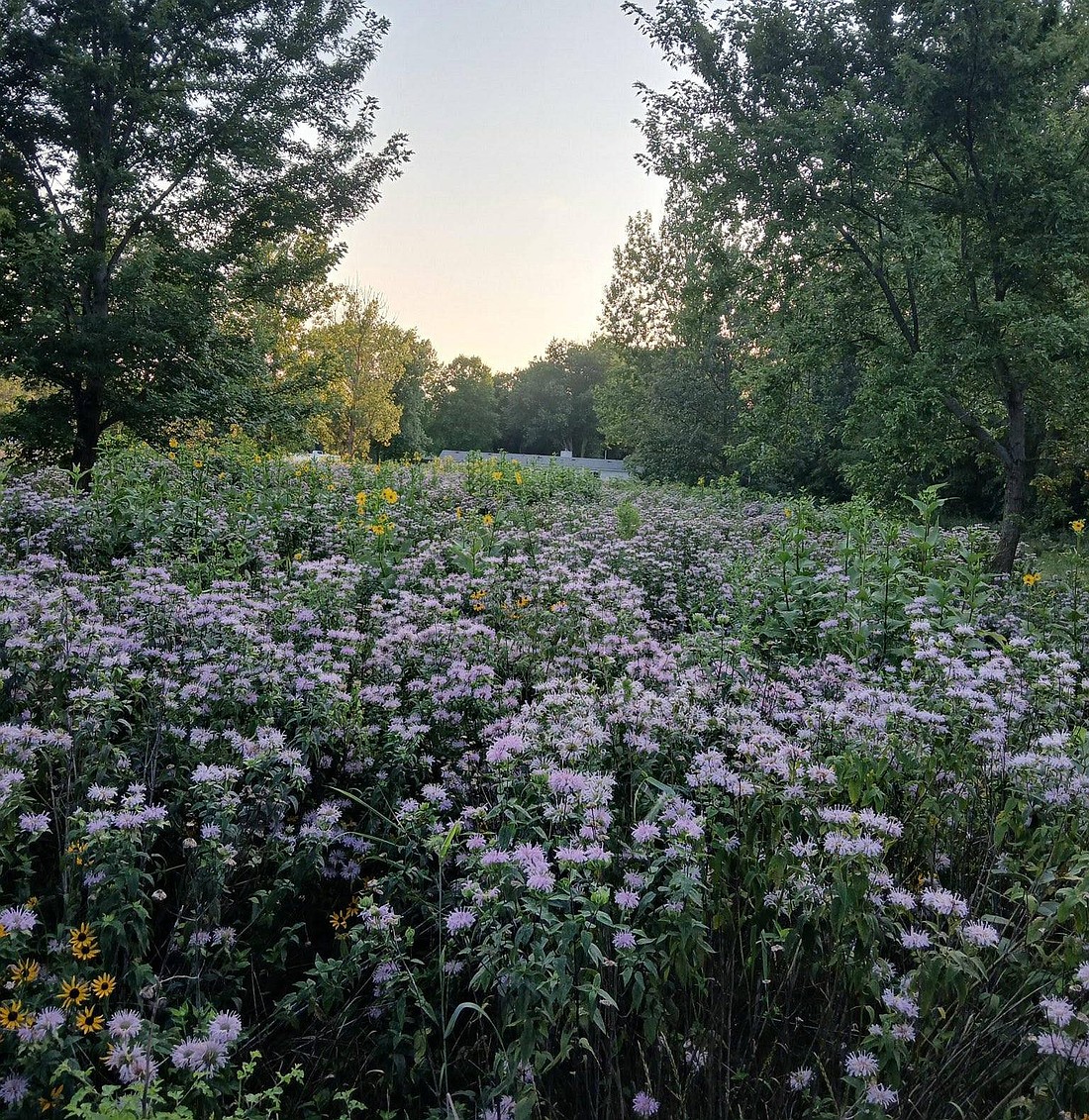 Lawn conversion involves replacing turf grass with native plants, from flowers and grasses to shrubs and trees. Pictured is a native prairie project near Lake Tippecanoe.Photo Provided