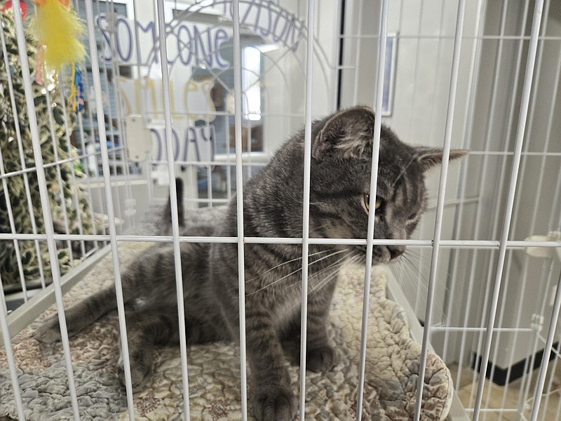 Pictured is one of the cats available for adoption at the AWL on April 29. Photo by Jackie Gorski, Times-Union