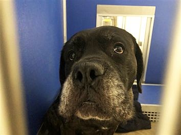 AWL Gives Advice On Surrendering Pets