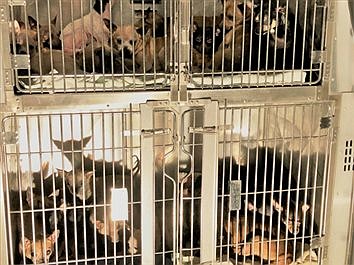 56 Chihuahuas Taken From Silver Lake Home