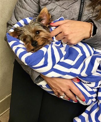 Family Reunited With Dog Thanks To Microchip