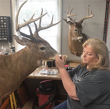 Barnyard Bucks Taxidermy Is The Result Of 1 Woman’s Dream