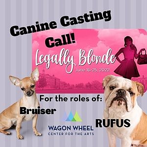 Wagon Wheel Searching For Two Dogs For ‘Legally Blonde’