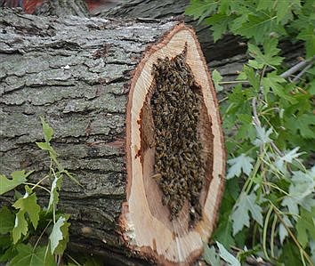 Honeybee Hive Relocated After Tree Trimming Leads To Its Discovery