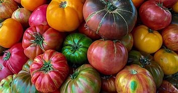 15th Annual Heirloom Tomato Festival Is Saturday