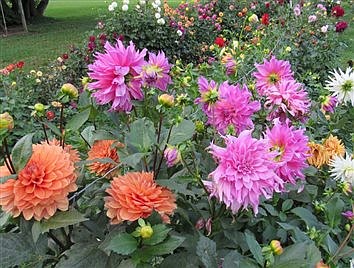 87th Annual Show Of The Midwest Dahlia Conference