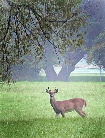 Deer Task Force To Start Reduction Efforts Sept. 15