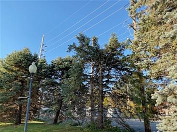 Warsaw Parks Board OKs Replacement Of Trees