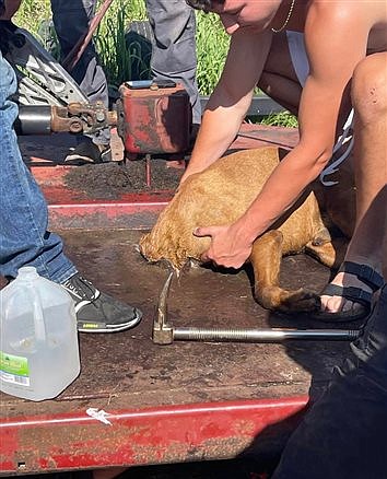 First Responders Rescue Dog Who Had Head Stuck In A Hole