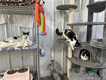 Open House For AWL Cat House Spotlights Those Who Love Felines