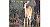 DNR Plans Deer Hunt In County, City Reduction Efforts Continue