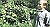 Community Apple Orchard Seeks Volunteers To Adopt, Upkeep Trees